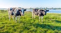 Two curiously looking black spotted cows on the river bank