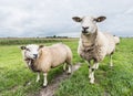 Two curiously looking sheep Royalty Free Stock Photo