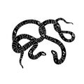 Two curled snakes silhouette. Black striped vipers line art. Monochrome venomous serpents with patterned scale. Mystic