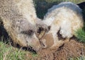 Two curly pigs dig in earth