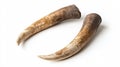 Two Curved Wild Boar Tusks on White Background for Wildlife or Hunting Designs Royalty Free Stock Photo