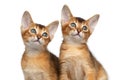 Two Cute Abyssinian Kitten on Isolated White Background