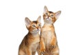 Two Cute Abyssinian Kitten Playing on Isolated White Background Royalty Free Stock Photo