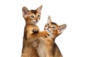 Two Cute Abyssinian Kitten Playing on Isolated White Background