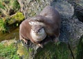 Two cute affectionate Otters sitting together