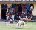 Two cute alpacas, in Peru. Royalty Free Stock Photo
