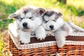 Two cute alpine malamute puppies are sleeping in a brown basket. Shaggy white-gray puppies in the forest. Greeting card. Close-up Royalty Free Stock Photo