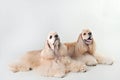 Two cute american cocker spaniels in the studio on a white background Royalty Free Stock Photo