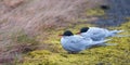 Two cute Arctic Tern birds on the ground protecting from wind Iceland Royalty Free Stock Photo