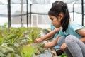 Two cute asian child girls harvesting fresh vegetables in organic hydroponic vegetable cultivation farm