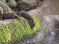 Two cute Asian small-clawed otters (Amblonyx cinerea) going to jump into water. Royalty Free Stock Photo