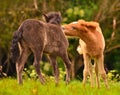 Two cute and awesome little foals of Icelandic horses, a black and a dun coloured one, are playing and grooming together and pract