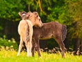 Two cute and awesome little foals of Icelandic horses, a black and a dun coloured one, are playing and grooming together and pract