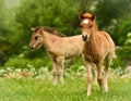 Two cute and awesome little foals of Icelandic horses, a dun coloured and a skewbald one, are playing and grooming together and pr