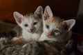 Two cute baby cats cuddling up to a mother cat