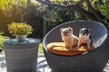 Two Cute baby dogs sits on a chair resting on sunlight  in autumn morning Royalty Free Stock Photo