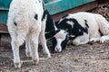 Two cute baby sheep lambs sit on ground on farm Royalty Free Stock Photo