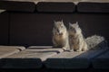 Two cute baby squirrels looking at camera on wooden deck.