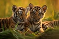 Two cute baby tigers resting on grass on sunny day. Generative AI Royalty Free Stock Photo