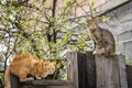 Two cute beautiful cats gray and red are sitting on a fence in a rural area Royalty Free Stock Photo