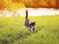 two beautiful pet cats walking on green grass on a summer Sunny meadow catching up with each other