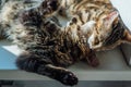 Two cute bengal cats laying on windowsill and washing each other Royalty Free Stock Photo