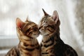 Two cute Bengal kittens on a neutral background