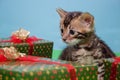 Two cute bengal kittens are sitting near the festive`s gifts.