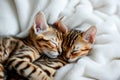 Two cute Bengal kittens sleep in an embrace