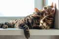 Two cute bengal cats laying on windowsill and washing each other Royalty Free Stock Photo