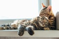 Two cute bengal cats laying on windowsill and washing each other Royalty Free Stock Photo