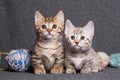 Two cute Bengal Munchkins are sitting next to each other and looking at the camera. .