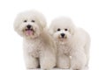 Two cute bichon frise dogs standing Royalty Free Stock Photo