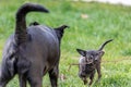 Two cute black dogÃÂ´s chewing a stick Royalty Free Stock Photo