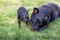 Two cute black dogÃÂ´s chewing a stick Royalty Free Stock Photo