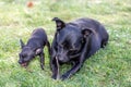 Two cute black dogÃÂ´s chewing a stick Royalty Free Stock Photo