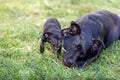 Two cute black dogÃÂ´s chewing a stick Royalty Free Stock Photo