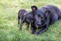 Two cute black dogÃÂ´s chewing a stick Royalty Free Stock Photo