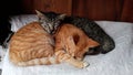two cute black orange Javanese cats were sleeping cuddling against the background