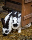 Two rabbits in front of a wooden hutch.