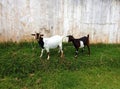 Two cute blanck and white goats on a farm Royalty Free Stock Photo