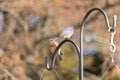 Two little birds spending time with each other Royalty Free Stock Photo