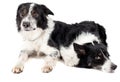Two cute border collies laying down in studio on white background Royalty Free Stock Photo