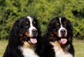 Two cute Bouvier Bernese mountain dogs on a field