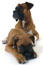 Two cute boxers Royalty Free Stock Photo