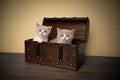 two cute british shorthair kittens inside of wooden treasure box Royalty Free Stock Photo