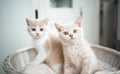 Two cute british shorthair kittens together in pet bed Royalty Free Stock Photo