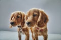 Cute brown English cocker spaniels with collars isolated on a gray background