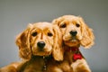 Cute brown English cocker spaniels with collars isolated on a gray background