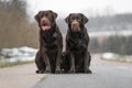 Two cute young brown labrador retriever dogs puppies sitting together on the concrete street smiling Royalty Free Stock Photo